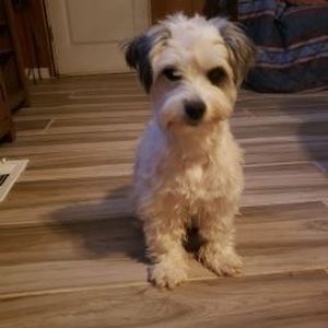 Meet your Posher, Casey